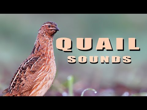 Common Quail. Bird sounds from summer meadow
