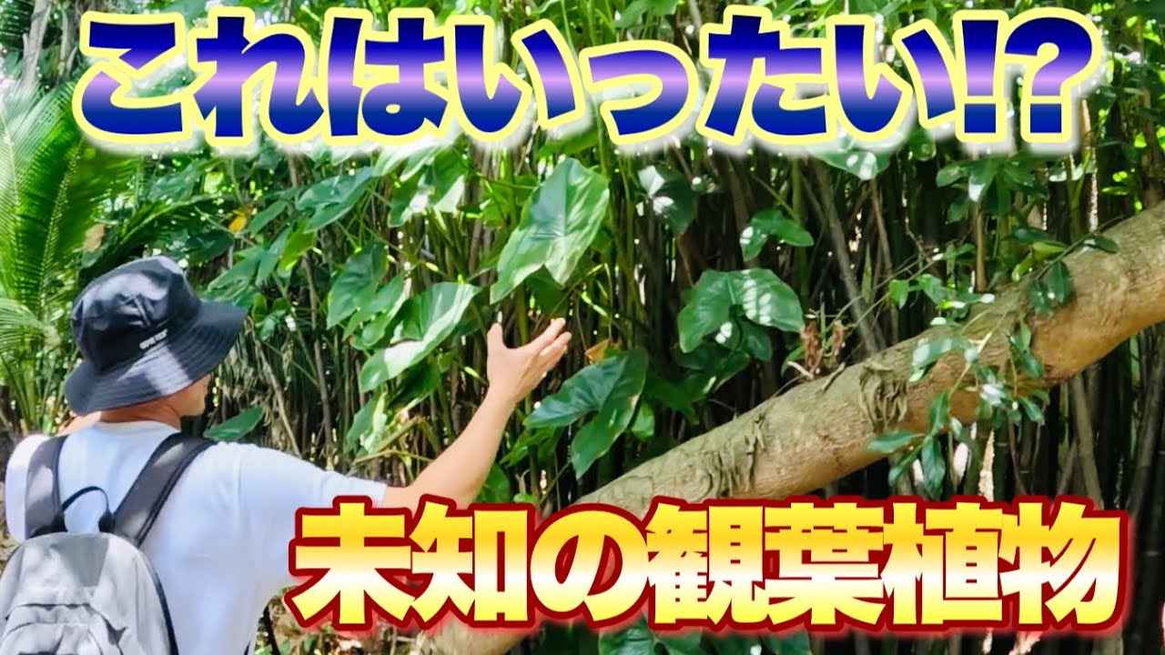 【タイで発見！】水辺に生きる驚きの観葉植物