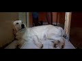 Hay Garmi Funny Dog Funny Golden Retriever Hay Garmi