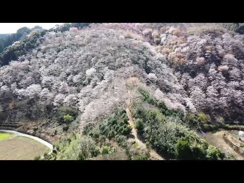 岩屋の千本桜　2021