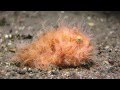 Ocean Enterprises Dive Travel Hairy Frogfish In The Komodo Islands