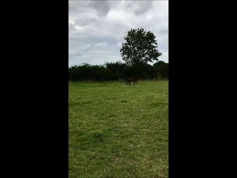 Stutfohlen von Raven - Stalypso -Acord II