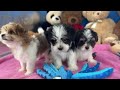 Gizmo Sassy Prissy