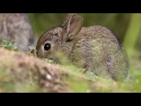 If I were an Animal - THE RABBIT | Full Episode 47 | Wild Animal World