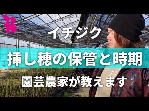 イチジクの木の移植: 段階的に作業する方法は次のとおりです 植物