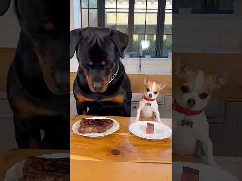 Chihuahua vs. Rottweiler 🐶🤣#chihuahua #rottweiler #dogs #funnyvideo #fyp