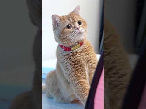 Your Little Rescuer! 😼