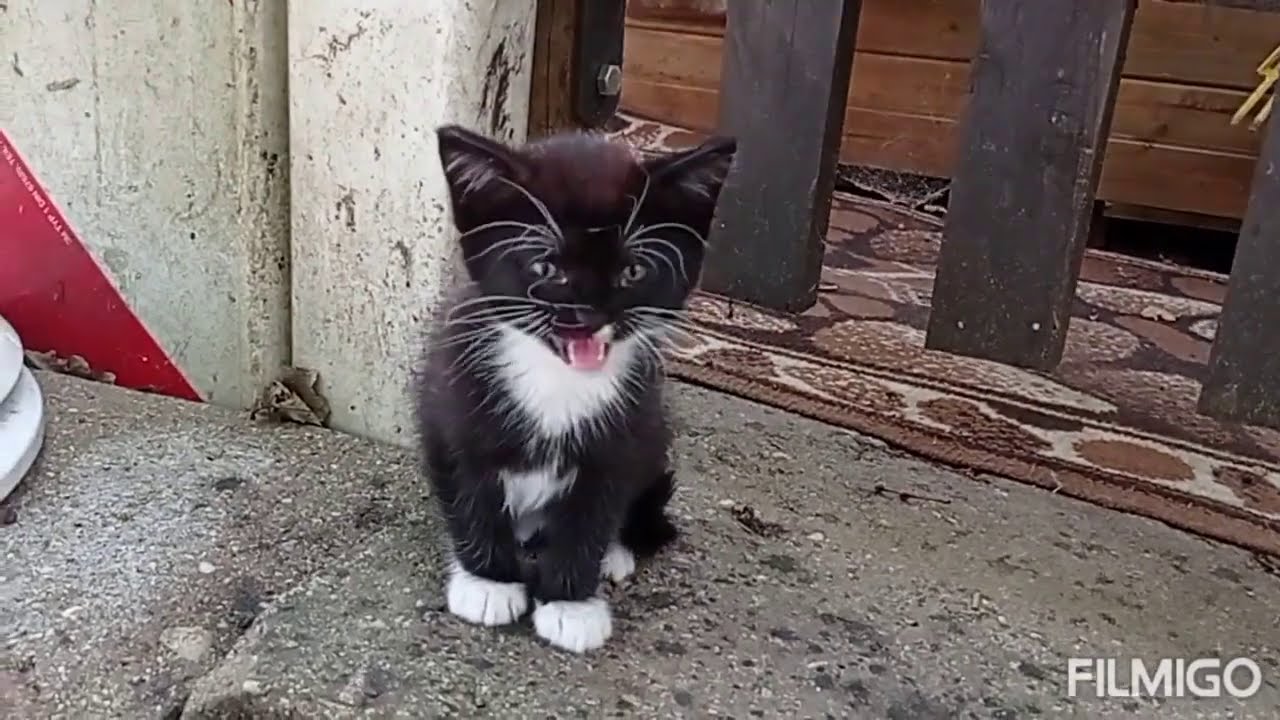 Watch KARMA Z DARU - od pani Ani 20 kg karmy mokrej w saszetkach tj. Whiskas i Felix : 28.07.2020/13:24 now KARMA Z DARU - od pani Ani 20 kg karmy mokrej w saszetkach tj. Whiskas i Felix : 28.07.2020/13:24