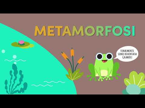 Anfibi - video animato didattico AMPA