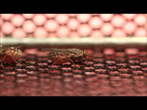 Female Tsetse Fly Feeding 1