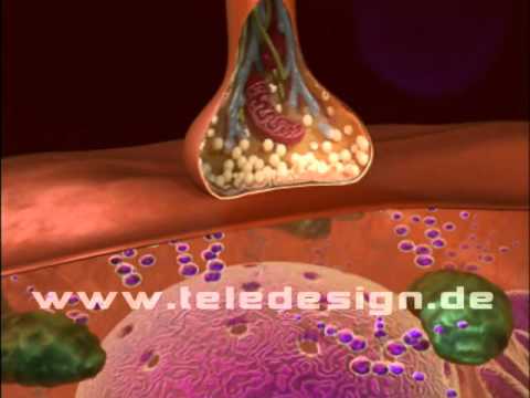 GN 013 Synapse-SD PAL / GN 013 synapsis-SD PAL