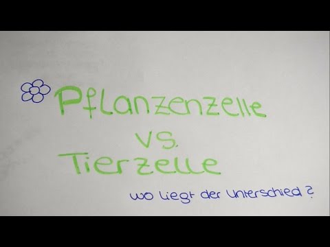 Der Unterschied zwischen Tierzelle und Pflanzenzelle - Lerntippsammlung.de