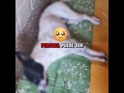 🚨 INDIGNACIÓN EN TORIBIO, CAUCA: HECHO TRÁGICO CON ANIMALES 🐶💔 #youtube #sad #noticias #dog
