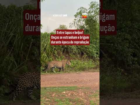 DR selvagem: Onça recusa investidas de macho e casal protagoniza briga feia em MS