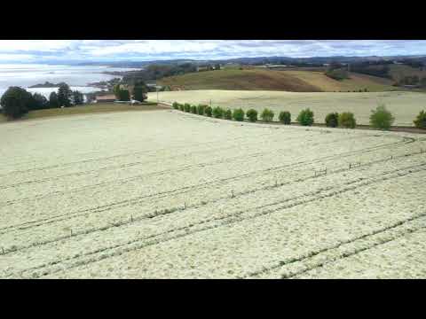 園芸 Quamoclitic Ipomoea、ヒノキ葉 Ipomoea、Red Ipomoea