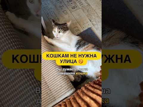Вот почему кошкам не нужна улица #cats #facts