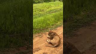 Safari Wear Mikumi National Park Tanzania | Baldgirlwilltravel#shorts