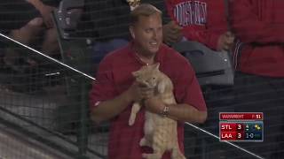 Download lagu Aksi Kucing Lucu Masuk Lapangan Sepak Bola dan Baseball mp3