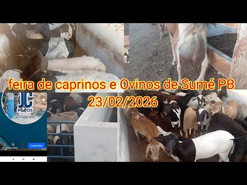 Feira de caprinos e Ovinos de Sumé PB 23/02/2026