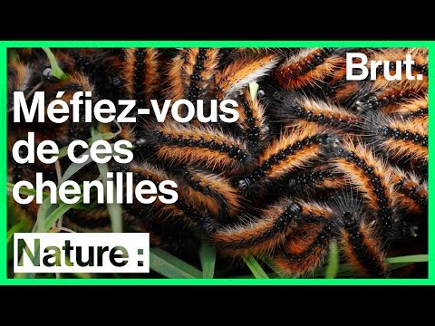 download lagu mp3 mp4 Chenille Dangereuse, download lagu Chenille Dangereuse gratis, unduh video klip Chenille Dangereuse