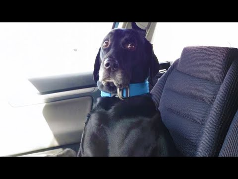 You Will Die Laughing At These Labrador Retriever Dogs😂Funniest Dog of 2025 Ever!