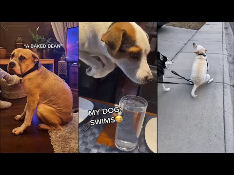 Glad to know my dog ain't only one