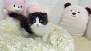 スコティッシュフォールドの動画01