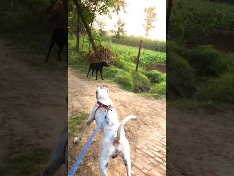 Dogo argentino attack on dog with cane corso #trendingshorts #dogoargentino #viralshorts #newdogrise