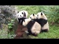 Ever wondered what noise pandas make?