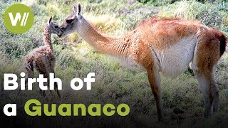 Guanaco giving birth and the first few hours of a cria's life