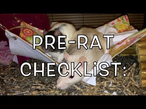 Pre-Rat Checklist - What To Do/Get Before Bringing Home New Rats!
