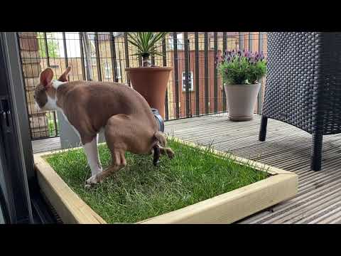 Dog takes a poop on their soil-free, fresh grass Piddle Patch toilet