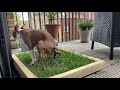 Dog Takes A Poop On Their Soil Free Fresh Grass Piddle Patch Toilet