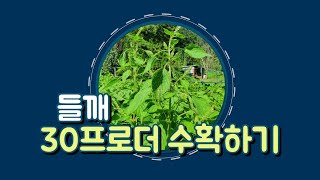 #들깨30프로 더 수확하기 #들깨 재배방법