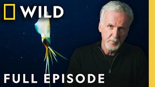 חשיפת חייהם הסודיים של לווייתני הזרע (פרק מלא) | OceanXplorers | Nat Geo Animals