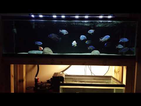 African Cichlid Tank Upgrade