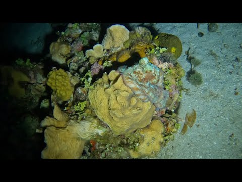 Epic Night Dive | Amazing Fierce Battle Between Moray Eel Ñ Octopus | Dangerous Hunting In Deep Sea