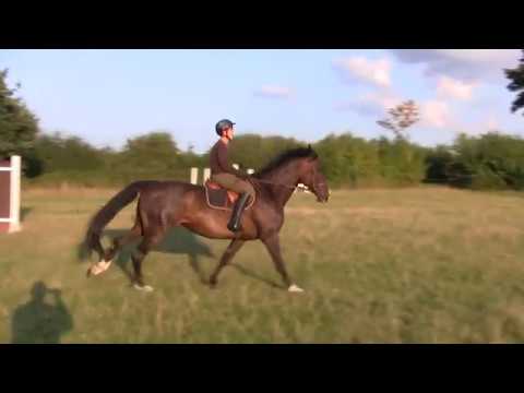 Holsteiner Stute von Cassini I zu verkaufen