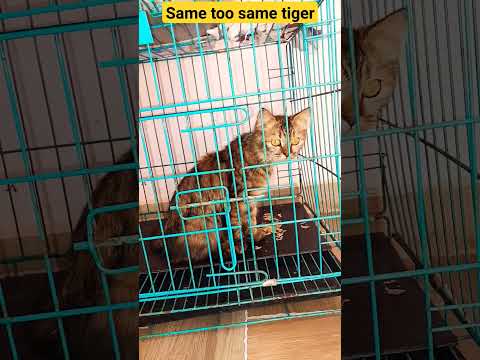 tithi #cat #viral #catlover #shorts #funny #trending #trend #trendingshorts #dolly #trendingvideo