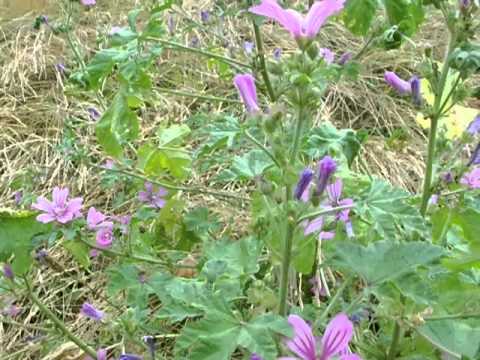 Wild plant food journey's # 52 Common mallow - Malva sylvestris - YouTube