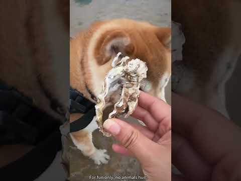 Kiwi, you’re already amazing.🐶❤️#pov #shorts #usa #relatable