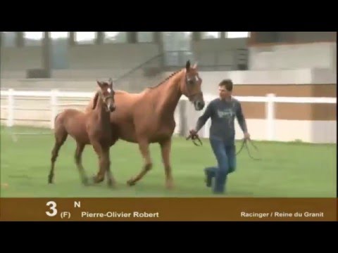 Show AQPS du Lion d'Angers 2012 - Section 1
