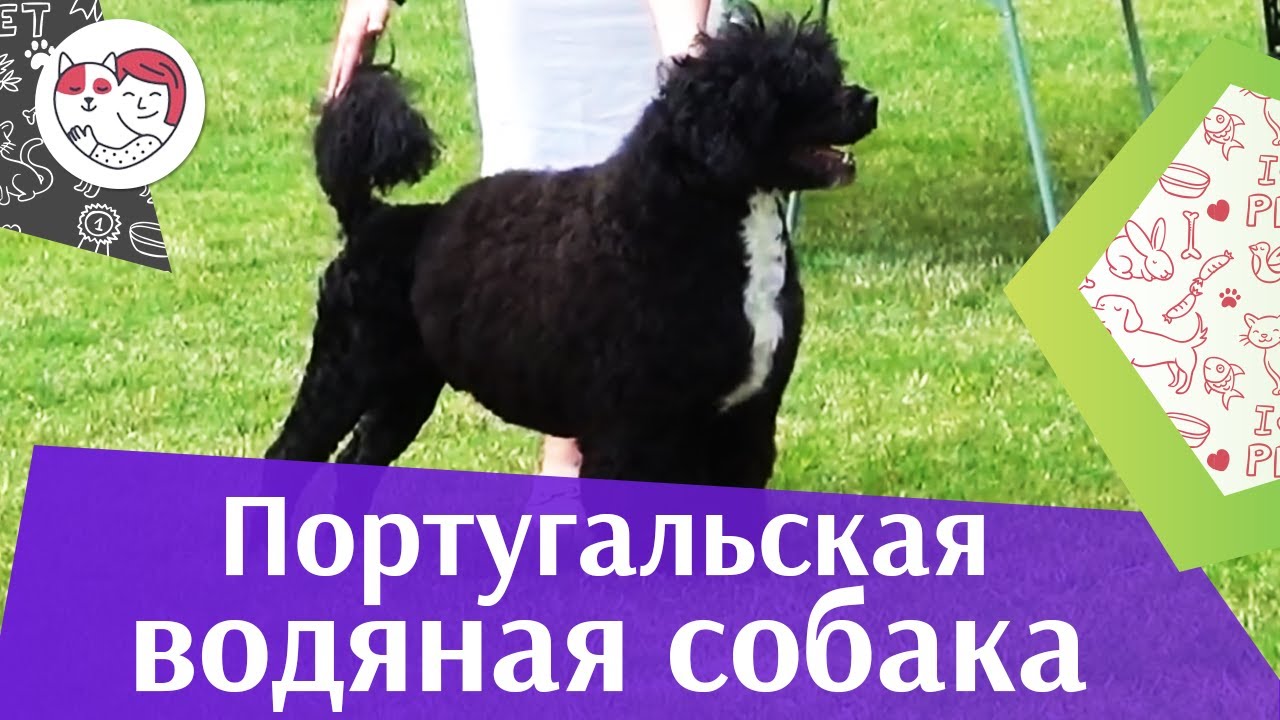 Португальская водяная собака на ilikepet. Особенности породы, уход