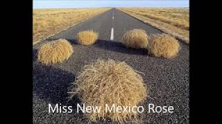 Texas Tumbleweed Junction......Miss New Mexico Rose