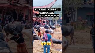 Download lagu VIRALL‼️😱 Cara Kurban kerbau adat Toraja/Tradisi Ma'Tinggoro Tedong mp3