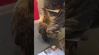 Ayam Female #4