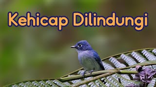 Download lagu Burung Kehicap yang Dilindungi mp3