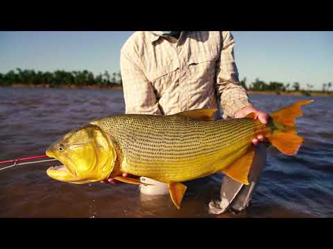 PRO #2 - Paraná River Outfitters - Fly Fishing for Dorado on the Sandbars