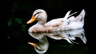 Perfect Weekend Getaway From Kolkata: Bawali Farmhouse