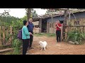 Sung Unexpectedly Brings His Grandmother To The Farm What Will Happen To Duyen